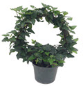 Ivy Hoop